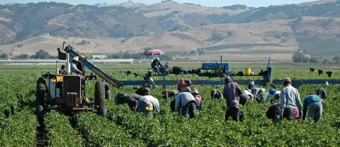 Farm workers in the field